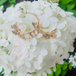 Linked Butterfly semi hoop